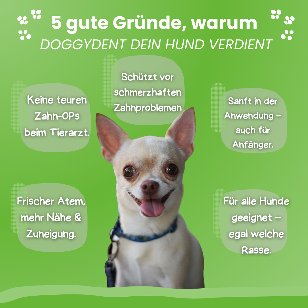 DoggyDent Kit l Hunde Pflege Gewinner 2025