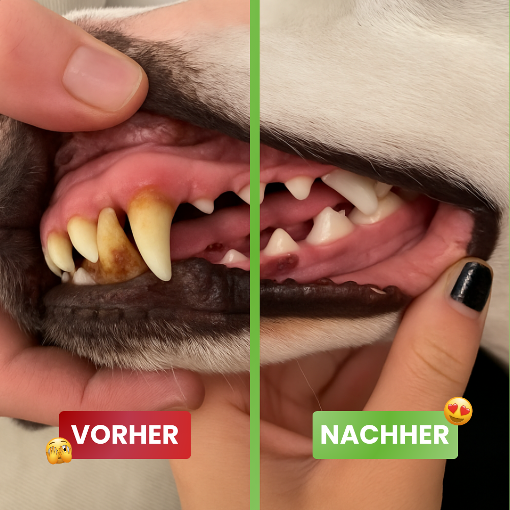 DoggyDent Kit l Hunde Pflege Gewinner 2025