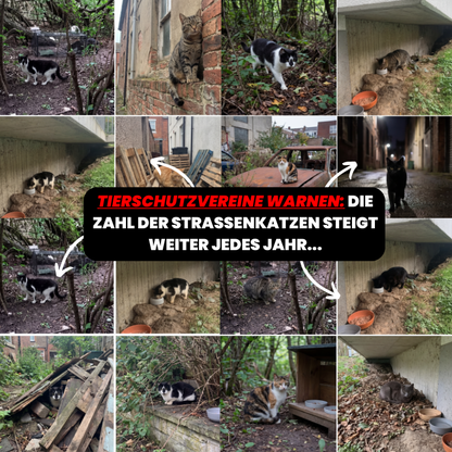 KittyEngel | Tierschutz Shelter Gewinner 2025