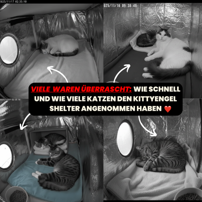 KittyEngel | Tierschutz Shelter Gewinner 2025