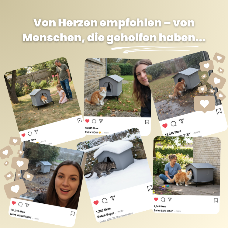 KittyEngel | Tierschutz Shelter Gewinner 2025